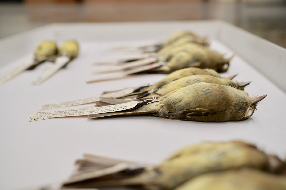 Scientific specimens of birds