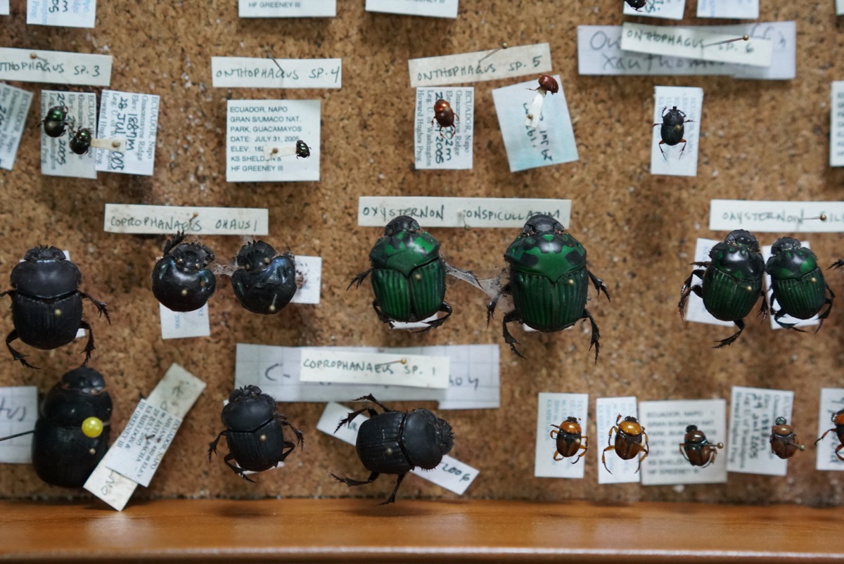 Andean scarabs, Ecuador