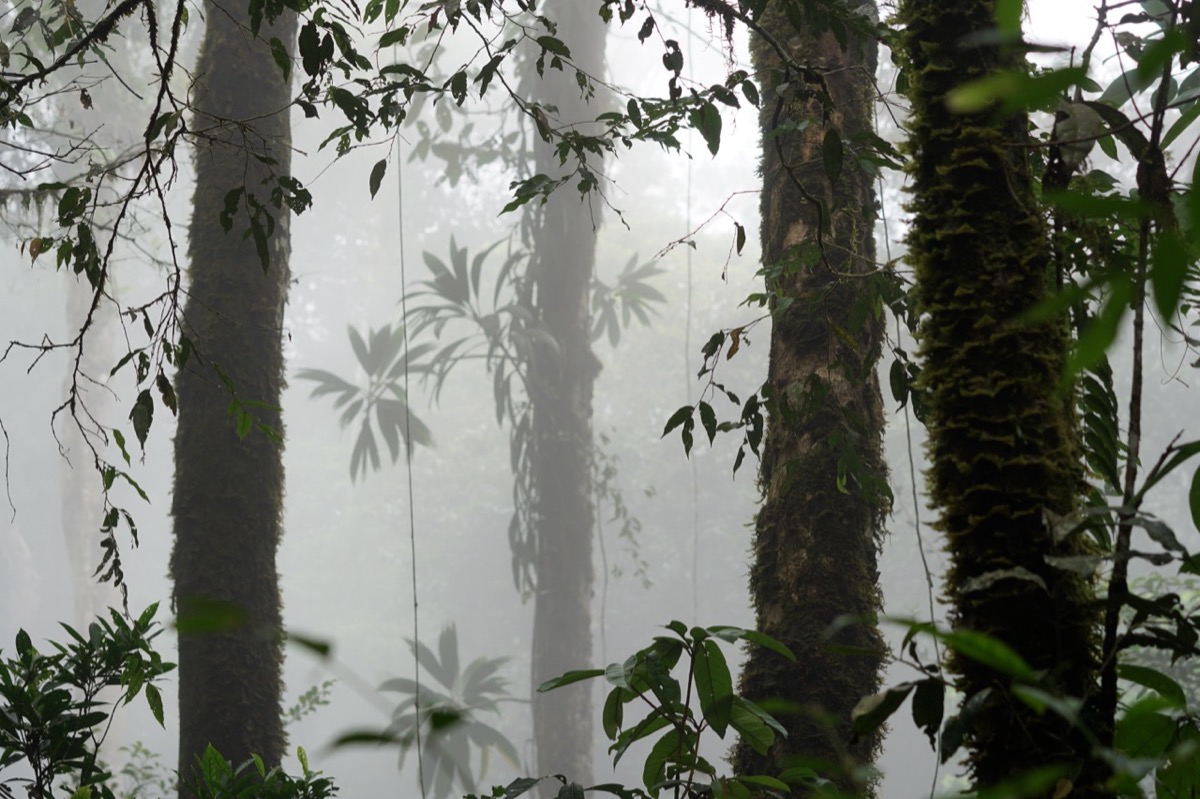 Cloud forest, Ecuador