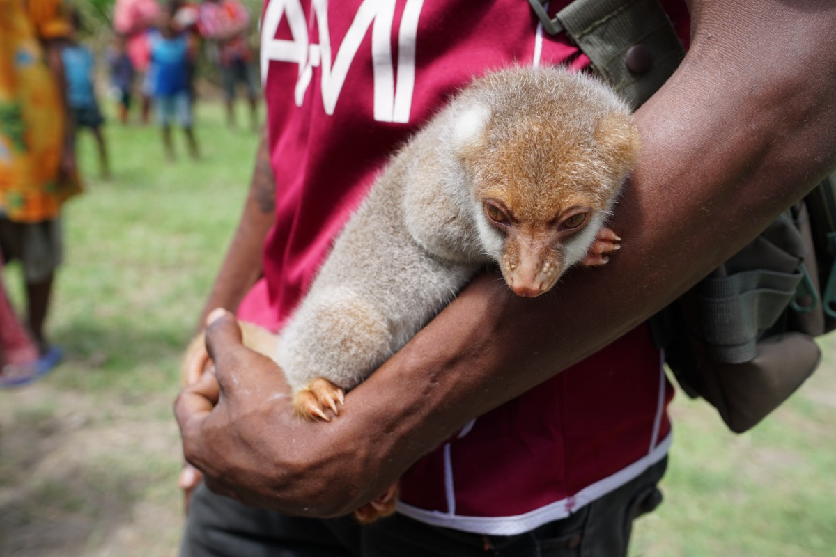 Common Spotted Cuscus, Papua New Guinea