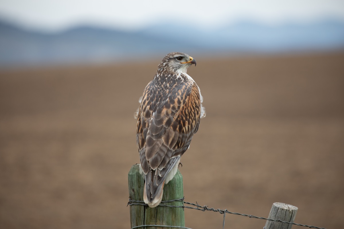 Ferruginous Hawk, Montana