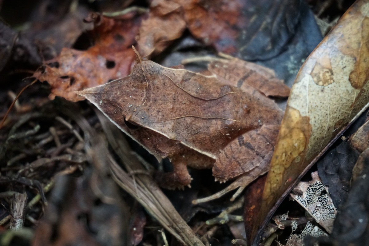 Solomon Islands Leaf Frog, Kolombangara