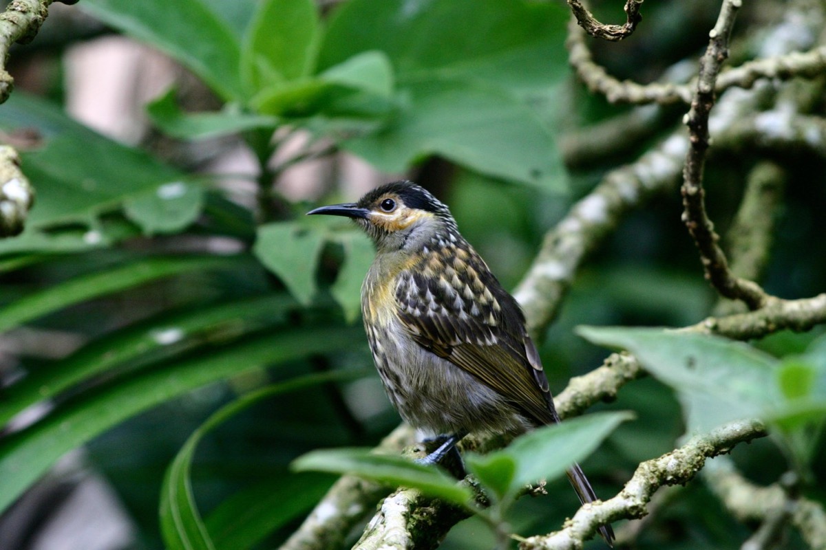 Macleay's Honeyeater, Australia