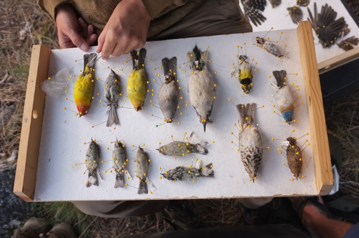 Voucher specimens, Idaho