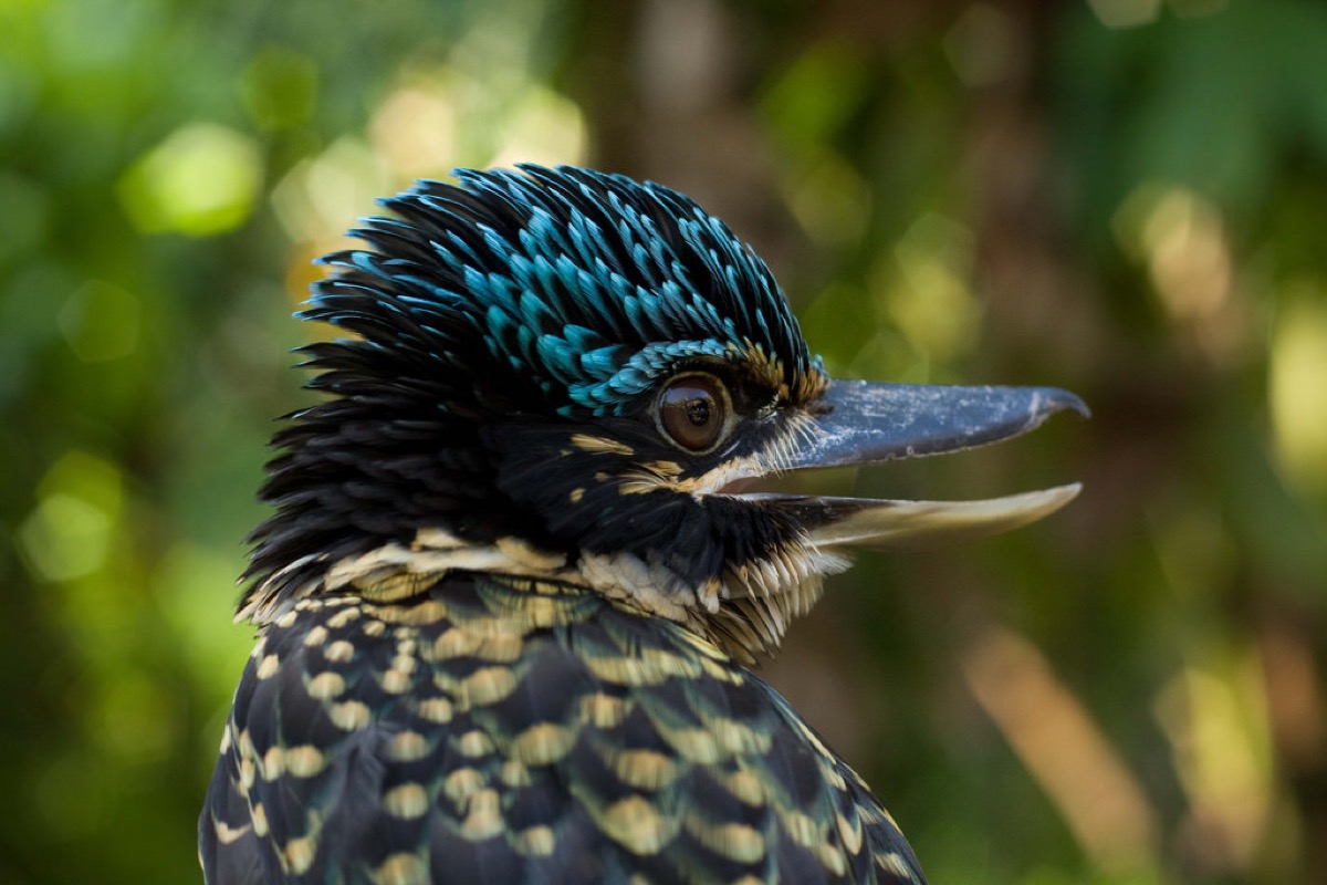 Hook-billed Kingfisher, Papua New Guinea