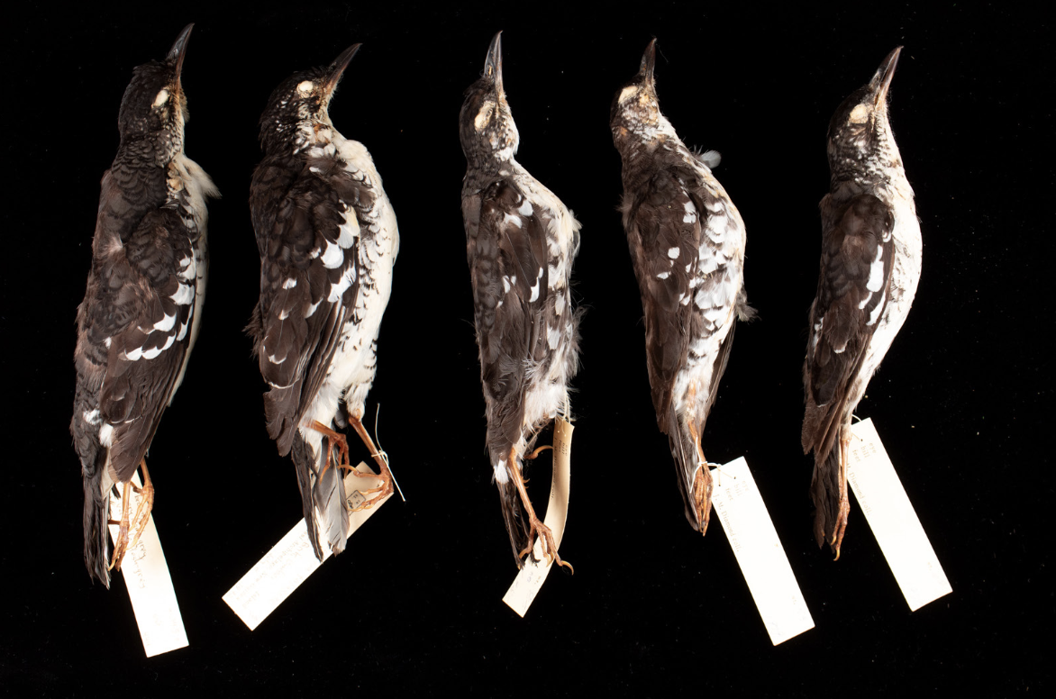 Jared Diamond's New Britain Thrush Specimens